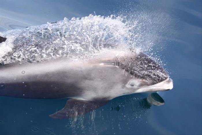 White-beaked Dolphin (James Phillips)