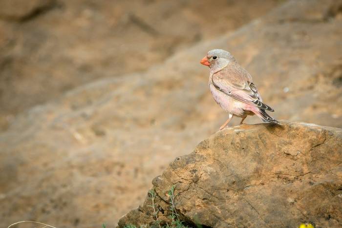 Trumpeter Finch