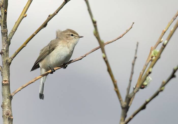 Mountain Chiffchaff © Chris Griffin, April 2024