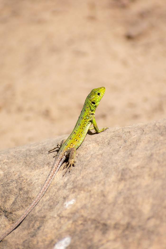 North African Ocellated Lizard (Timon pater)