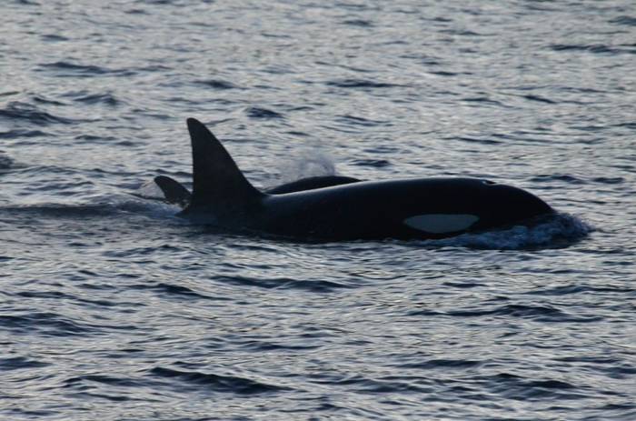 Orca by D Phillips