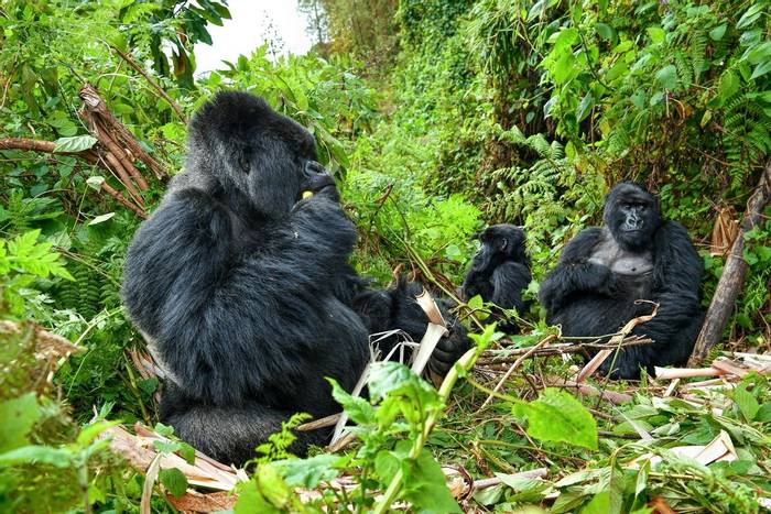 Mountain Gorillas, Uganda shutterstock_547835221.jpg