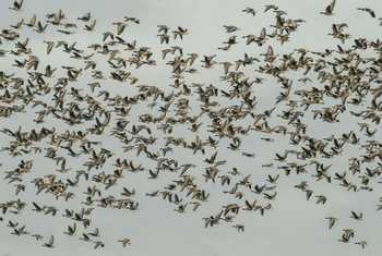 Pink-footed Geese shutterstock_744280102.jpg