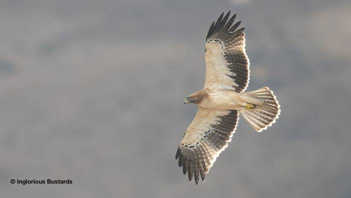 Booted Eagle.jpg