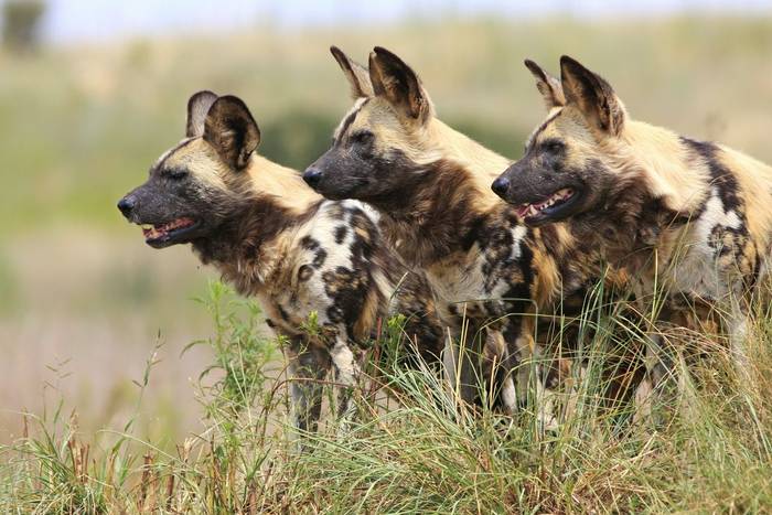 African Wild Dogs.jpg