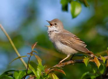 The New Forest - Bird Song Workshop (Day Trip)