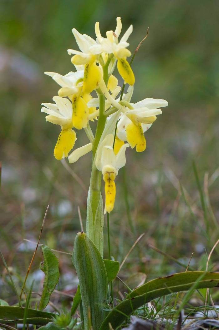 Orchis pauciflora (Mike Vickers)