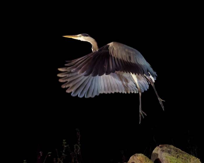 Grey Heron (Alan & Anne Smith - 2022 tour).jpg