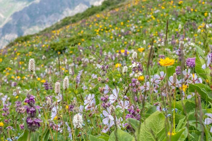 Wild Flowers in Kyrgyzstan © Machiel Valkenburg.jpg
