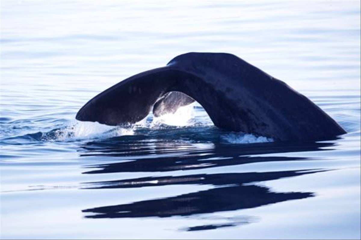 Sperm Whale fluking (Marten Bril)