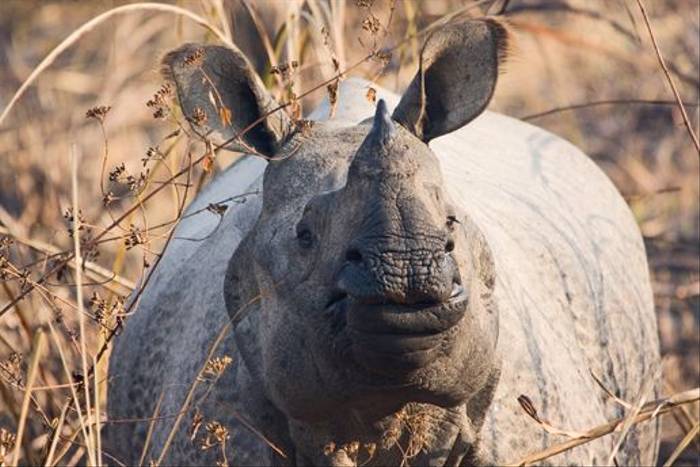 Indian One-horned Rhino (Cliff Garratt)