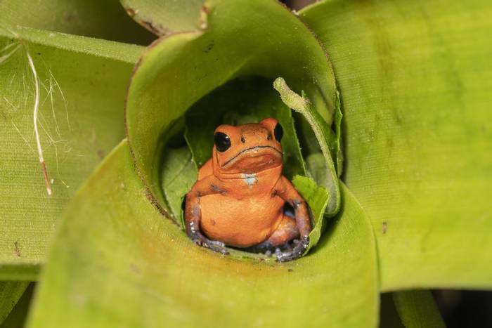 Strawberry Poison Dart Frog, Laguna de Lagarto, Costa Rica, 3 April 2022, KEVIN ELSBY FRPS.jpg