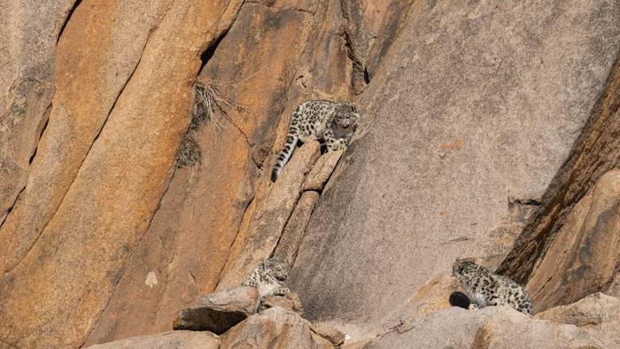 Snow Leopard Cubs (Soaring Expeditions)