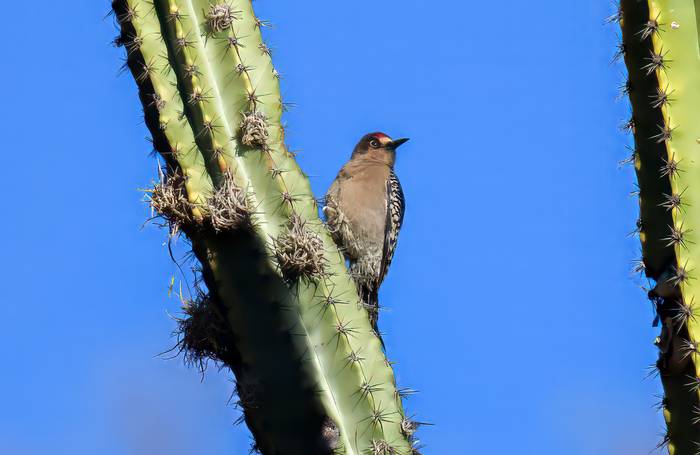 Grey-breasted Woodpecker, Benedicto Grijalva.png