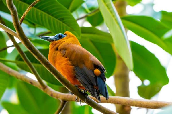 Capuchinbird shutterstock_1744010663.jpg