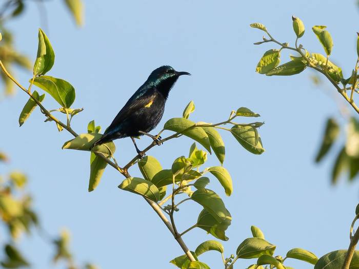 Purple Sunbird © T. Laws, February 2024 tour