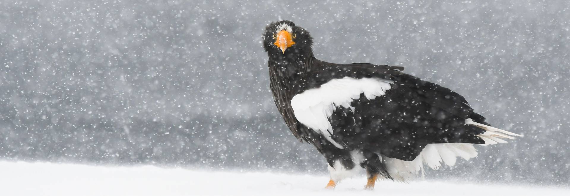 Steller's Sea Eagle.jpg