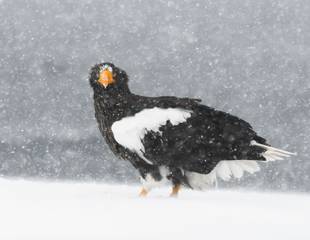 Wild Japan in Winter