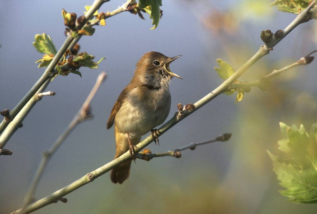 Nightingale shutterstock_169223651.jpg