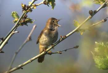 Nightingale shutterstock_169223651.jpg