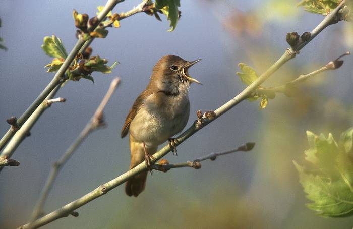 Nightingale shutterstock_169223651.jpg