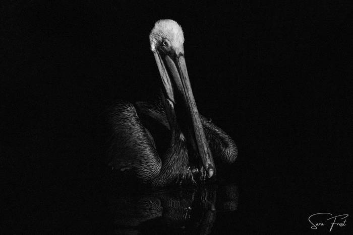 Brown Pelican (Sara Frost) (3).jpg