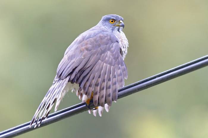 Crested Goshawk © participant Alex Kozlenkov, March 2025