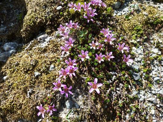 Saxifraga oppositifolia (Kerrie Porteous)