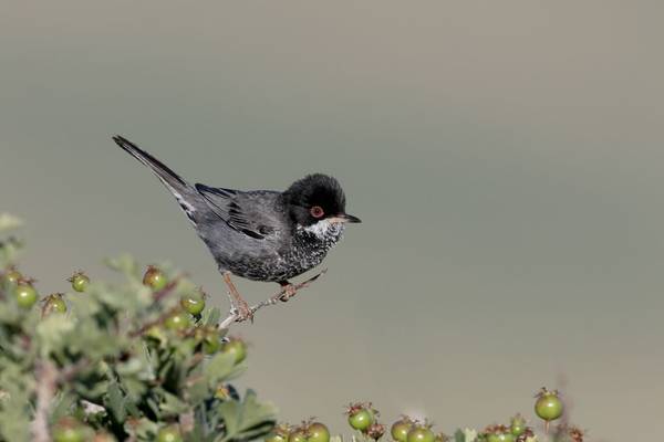 Cyprus Warbler