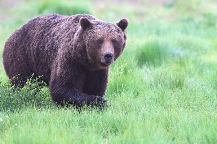 Brown Bear approaching the baiting area © Jan Kelchtermans.jpg