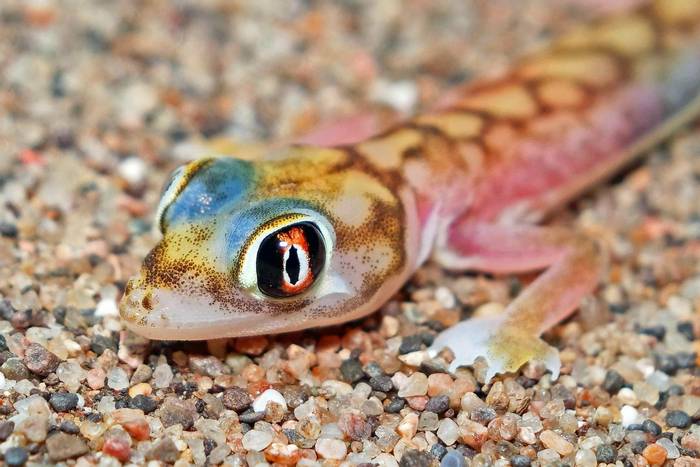 Web-footed Gecko (Pachydactylus rangei) © Andre Van Hecke, January 2023