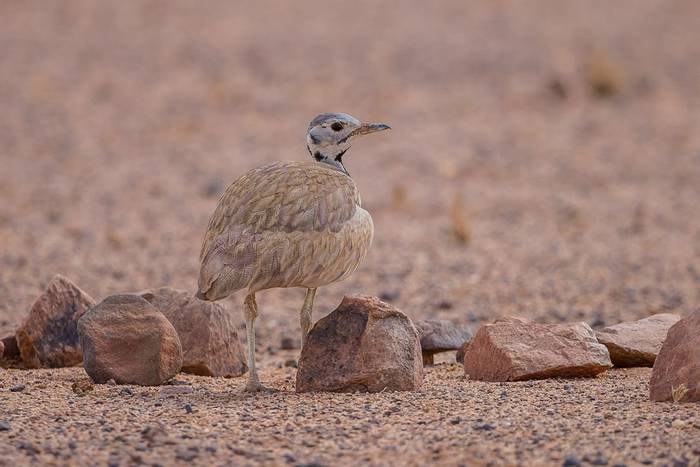 Rüppell's Korhaan