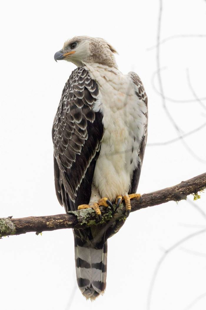 Arican Crowned Eagle © Carole and David Clarke, February 2026 tour