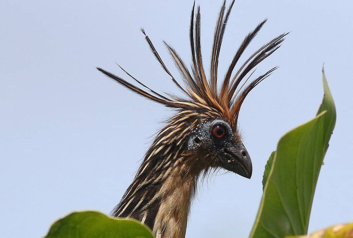 Hoatzin (Opisthocomus hoazin) - Paul Hanks
