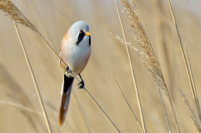 Bearded Tit shutterstock_74890885.jpg