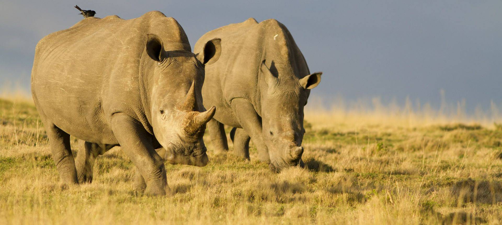 White Rhinoceros (Jason Prince)