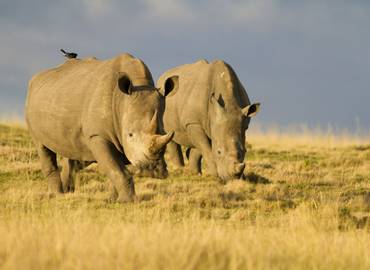 South Africa - Kruger (Mammals)