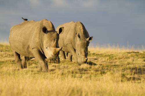 South Africa - Kruger (Mammals) - Naturetrek