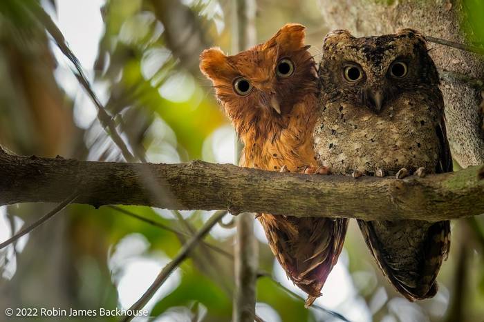 Sokoke Scops-owl © Robin James Backhouse