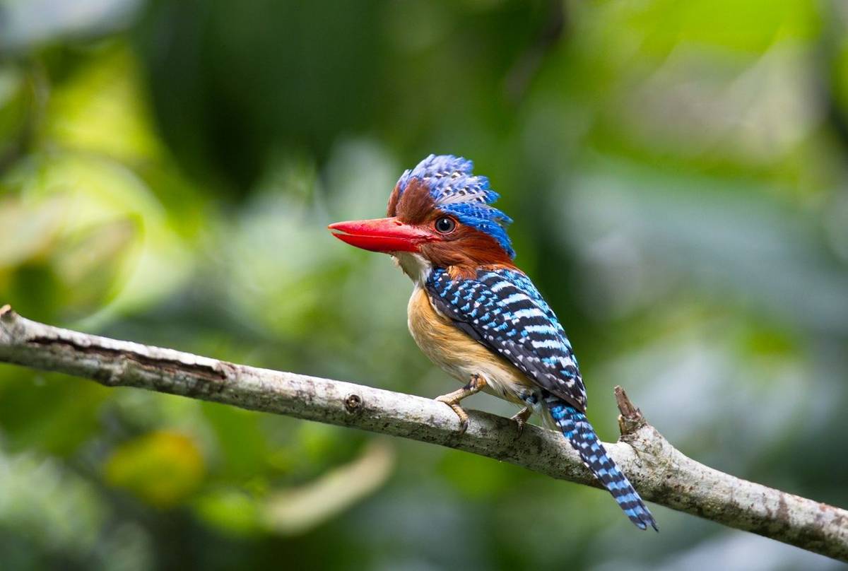 Banded Kingfisher shutterstock_1105170734.jpg