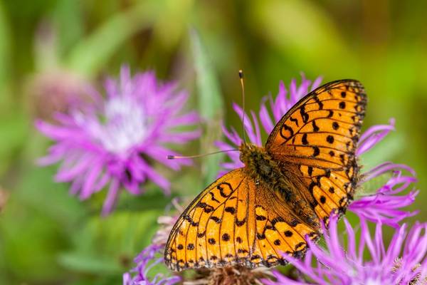 Lesser Spotted Fritillary shutterstock_1736215283.jpg