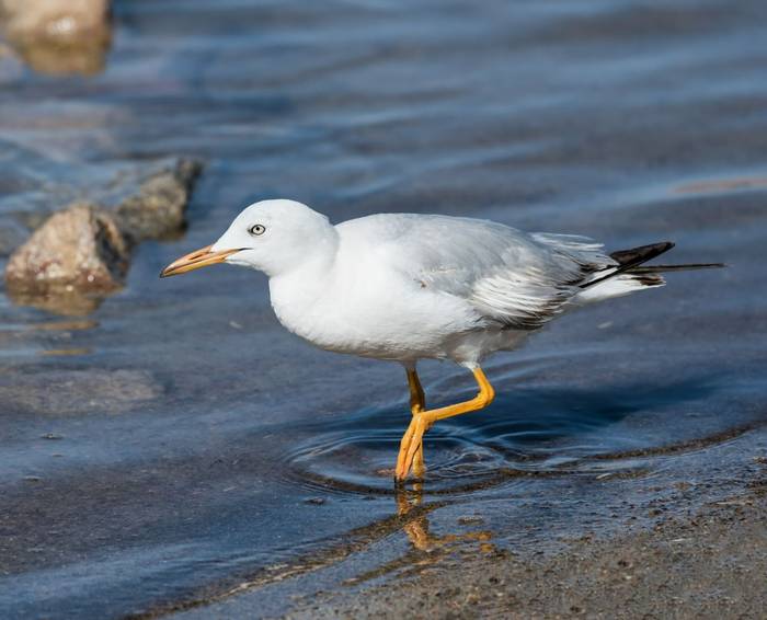 Slender-billed Gull shutterstock_266184185.jpg