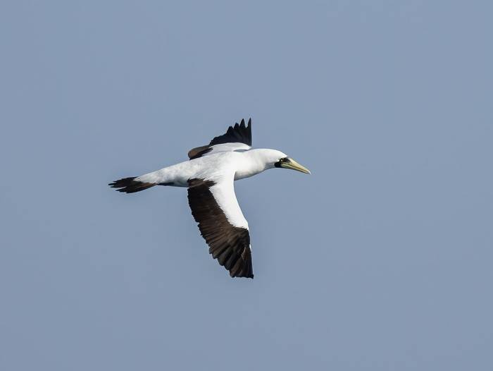 Masked Booby © T. Laws, February 2024 tour