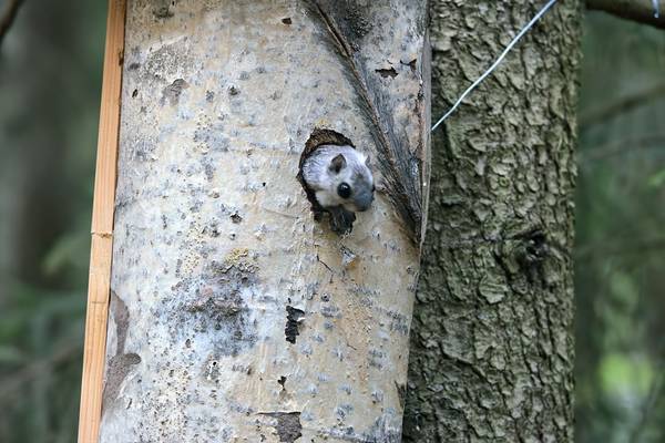 Siberian Flying Squirrel (Jan Kelchtermans) Image