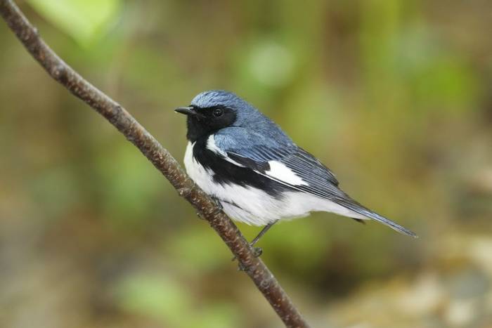 Black-throated Blue Warbler, USA shutterstock_40362259.jpg