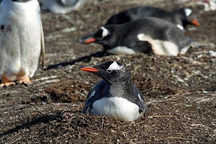 Gentoo Penguin (Dave Shute)