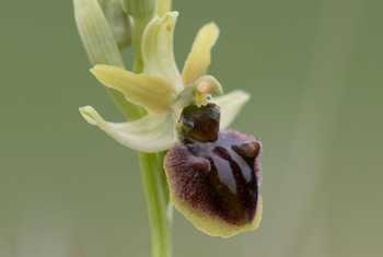 Early Spider Orchid (Bob Eade)