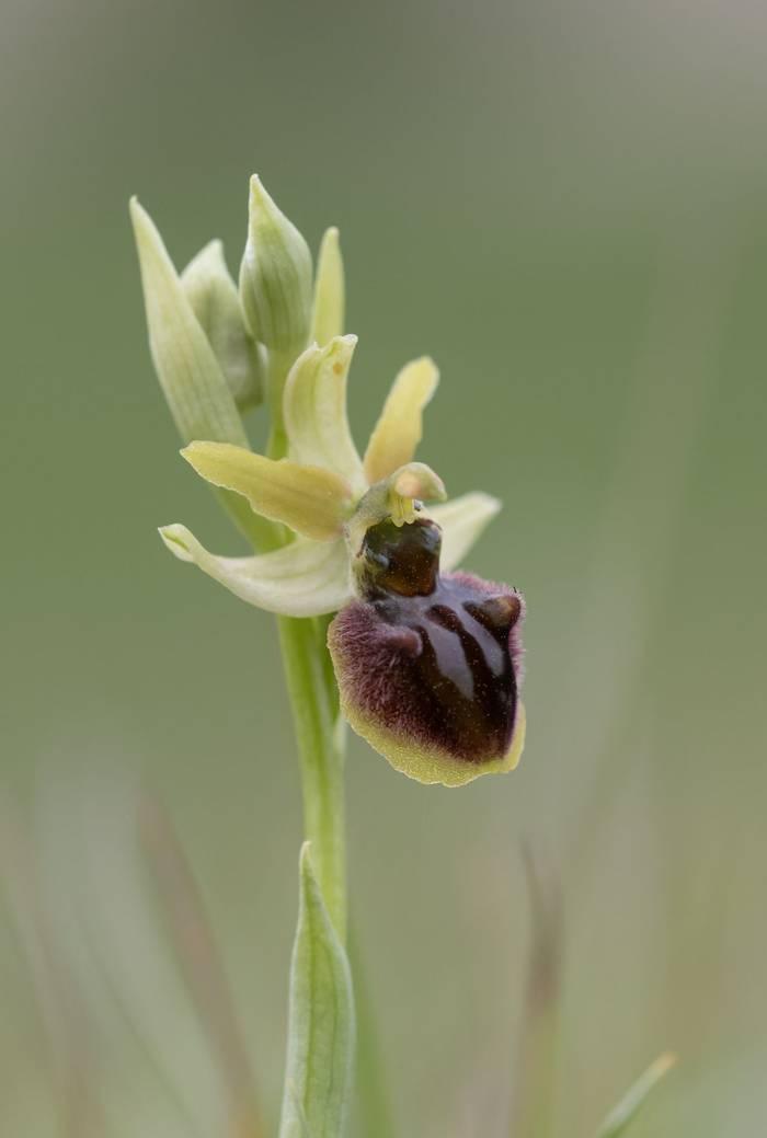Early Spider Orchid (Bob Eade)