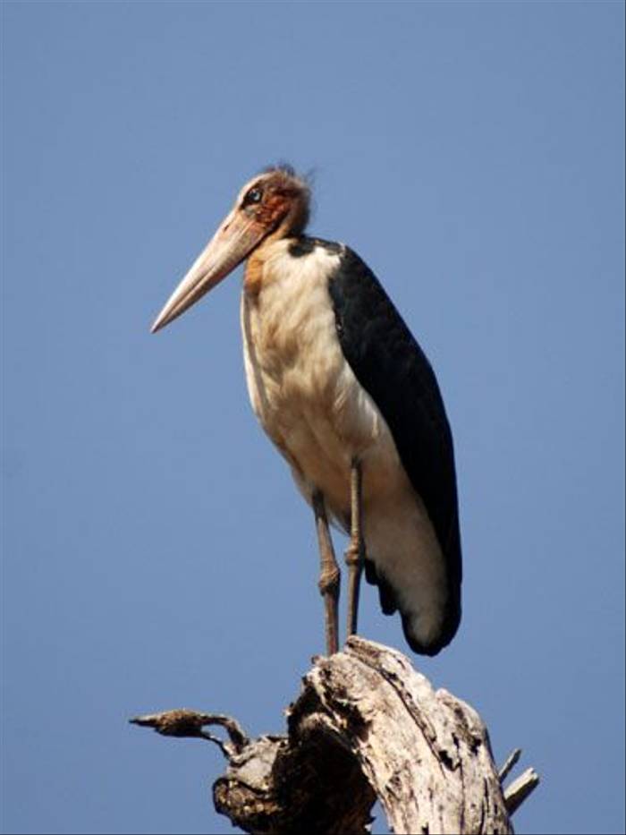 Lesser Adjutant Stork (Thomas Mills)