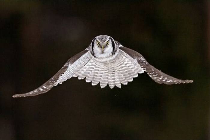 Hawk Owl (Jari Peltomaki)